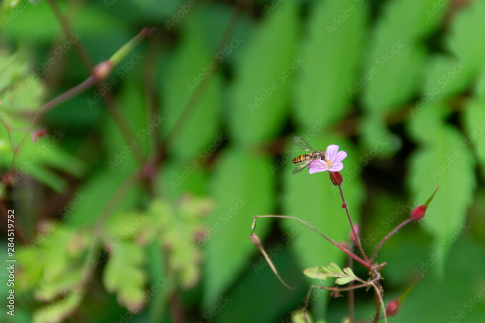 Ape e fiore Ape e fiore