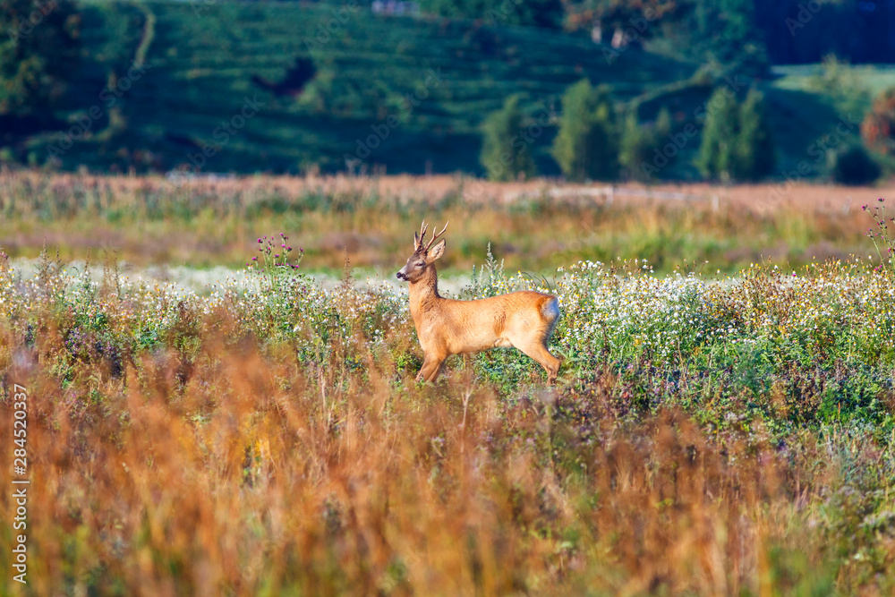 Roe deer on a meadow with wild summer flowers Roe deer on a meadow with wild summer flowers