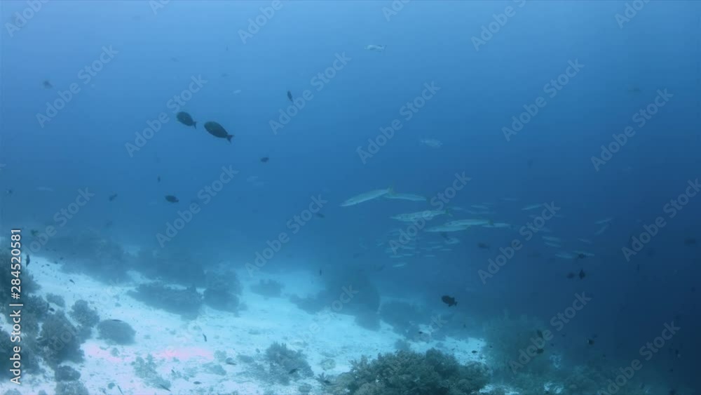 School of Blackfin and Pickhandle Barracudas on a coral reef. Tubbataha Reef dive site Shark Airport 4k Footage