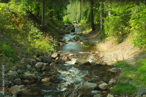 Rocky creek in the forest. river with rocks. dense overgrown forest with flowing stream