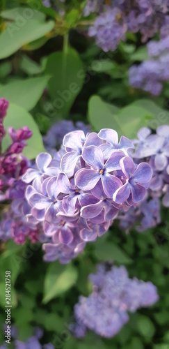 purple flowers in the garden