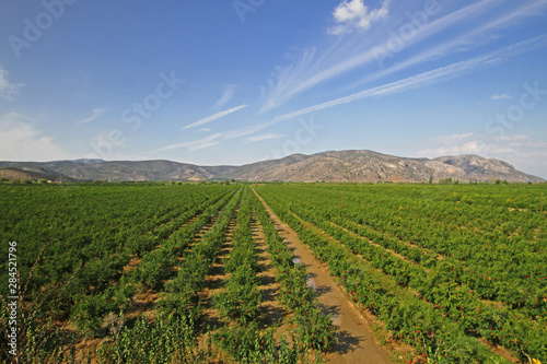 pomegranate trees