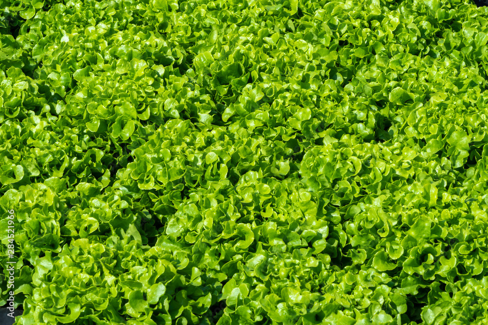 Grüner Eichblattsalat
