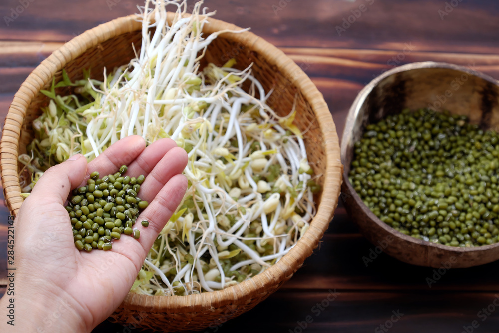 Woman hand with homemade bean sprouts, germinate of green beans