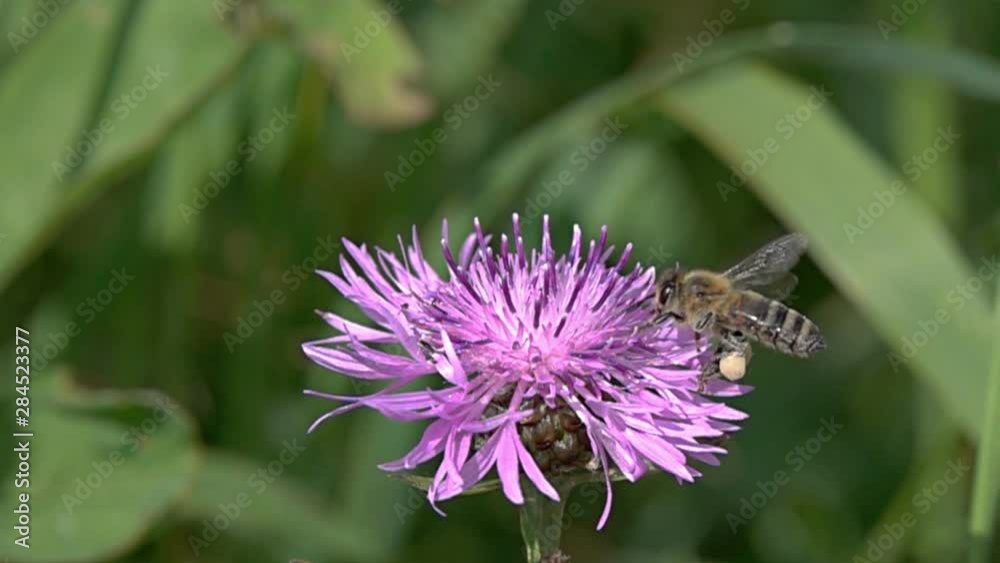 Bee collects nectar and pollen on a brown knapweed flower, slow motion. Slowed down 16 times