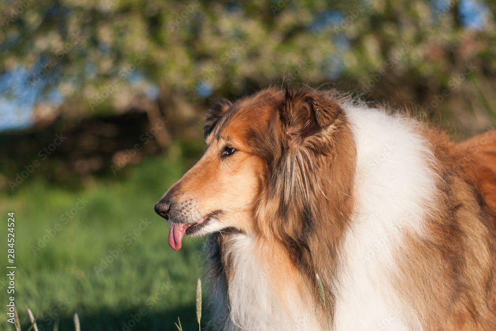 Gold rough collie licking itself
