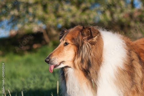 Gold rough collie licking itself