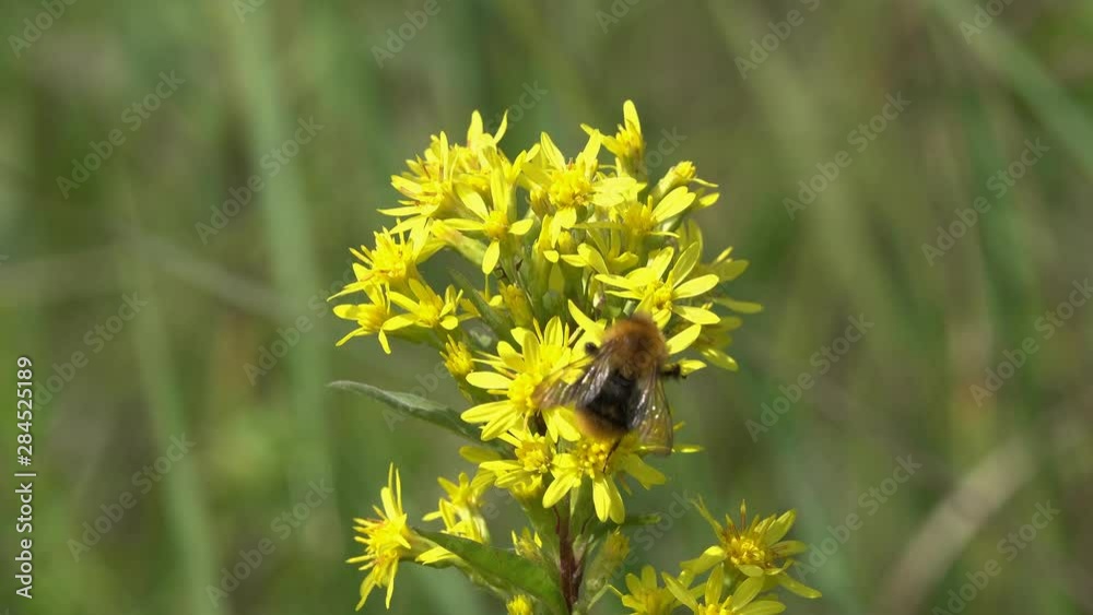 Bumblebee collects nectar on a bunch of small yellow flowers Bumblebee collects nectar on a bunch of small yellow flowers