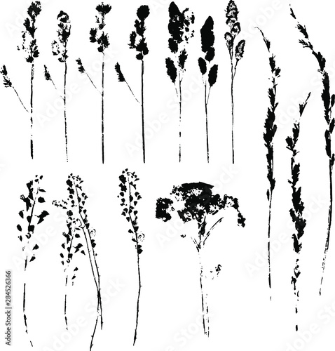 Vector set with black silhouettes of different herbs . Isolated on white.