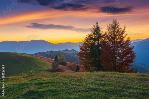 mountain countryside at dusk. beautiful autumn scenery. trees along the path through hilly rural area. carpathian borzhava ridge beneath a glowing golden sky with clouds in the distance