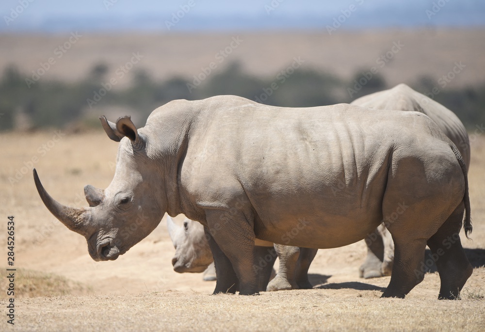 Rhino in Kenya Rhino in Kenya