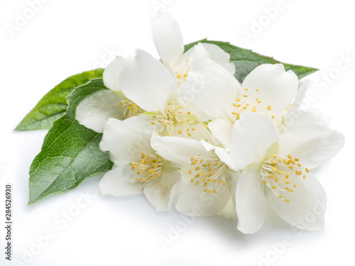 Blooming jasmine flowers isolated on white. © volff