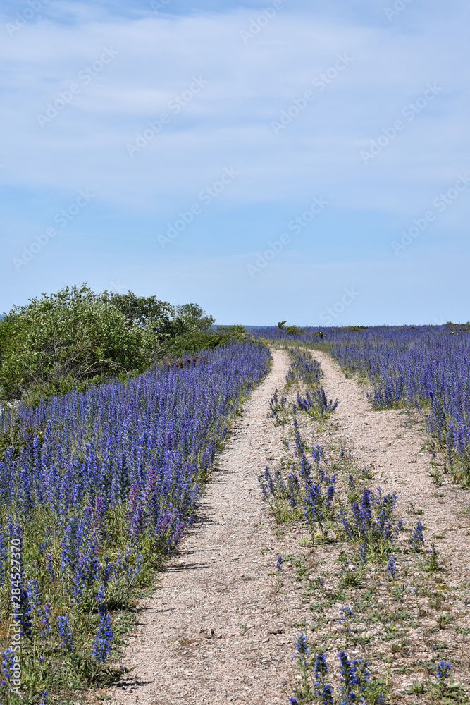 Obraz premium Blossom blueweed flowers along roadside by a gravel road