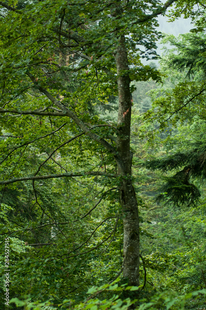 closeup of trees in the forest in the mountain closeup of trees in the forest in the mountain