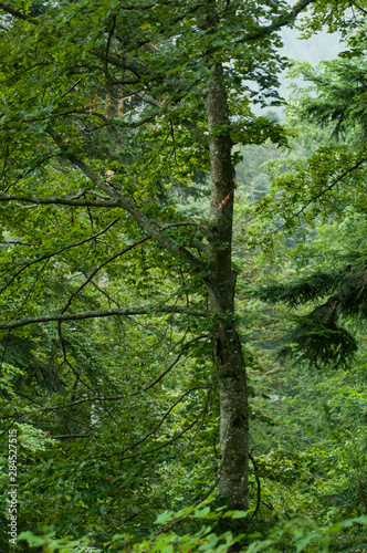 Fototapeta Naklejka Na Ścianę i Meble -  closeup of trees in the forest in the mountain
