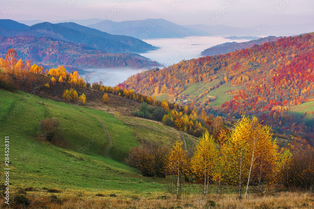 autumn countryside at foggy dawn. beautiful mountain landscape in autumn. trees in fall foliage, distant valley full of morning fog.  amazing view of carpathian rural area