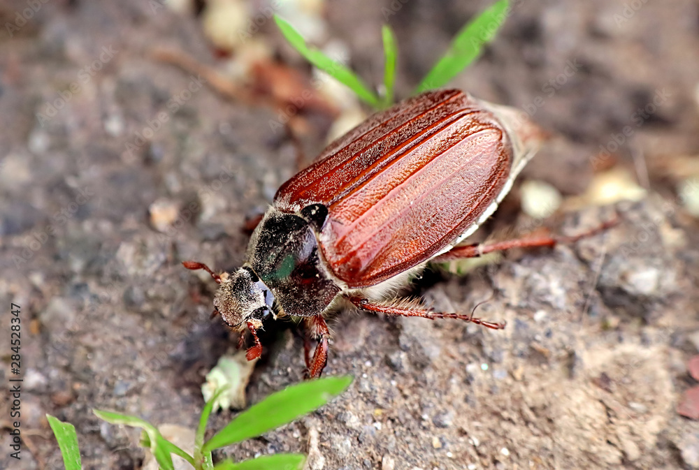 Chafer on the ground Chafer on the ground