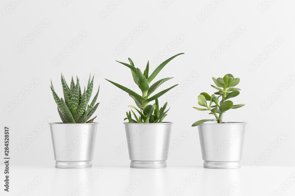 Various types of cactus and a succulent plant in a pots on a white table.