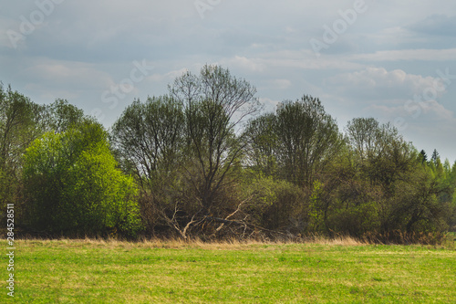 Green field and the forest nature background