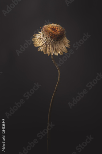 Minimal Dried Flower Isolated Dark Background photo