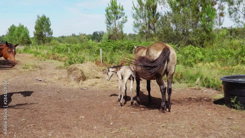 cheval cheval