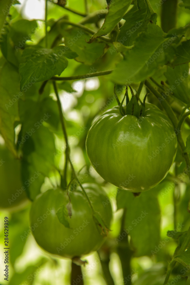 Tomato plants in greenhouse. Green tomatoes plantation. Organic farming, young tomato plants growth in greenhouse.