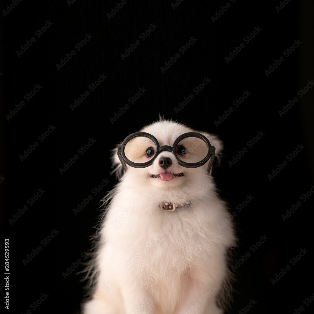 white color pomeranian small dog ewar glasses relax studio photoshoot isolate black color background