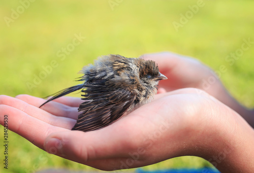 little rescued chick Sparrow with wet ruffled feathers sitting at the caring hands of girls in the Sunny garden © nataba