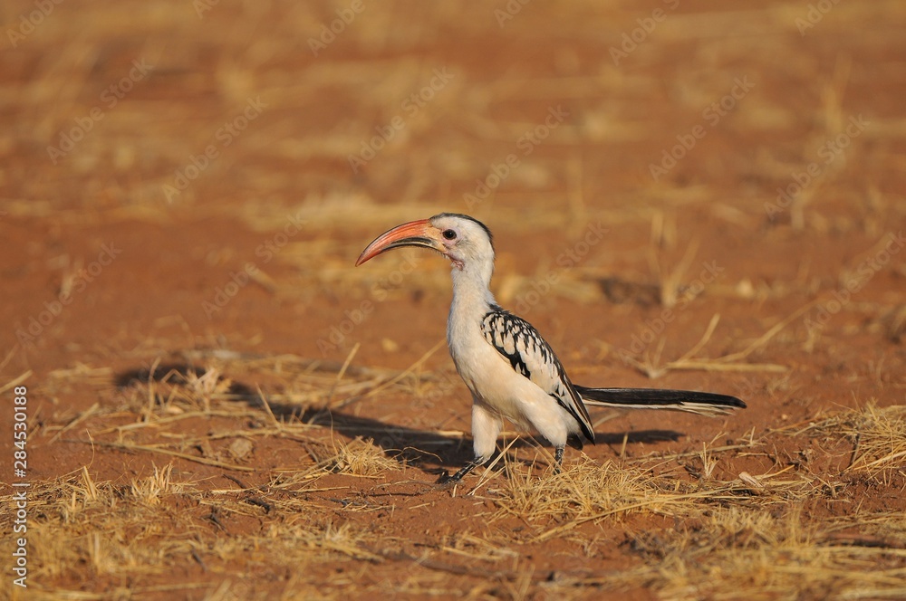 Yellow billed hornbill in Kenya Yellow billed hornbill in Kenya
