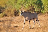 Oryx in Knya