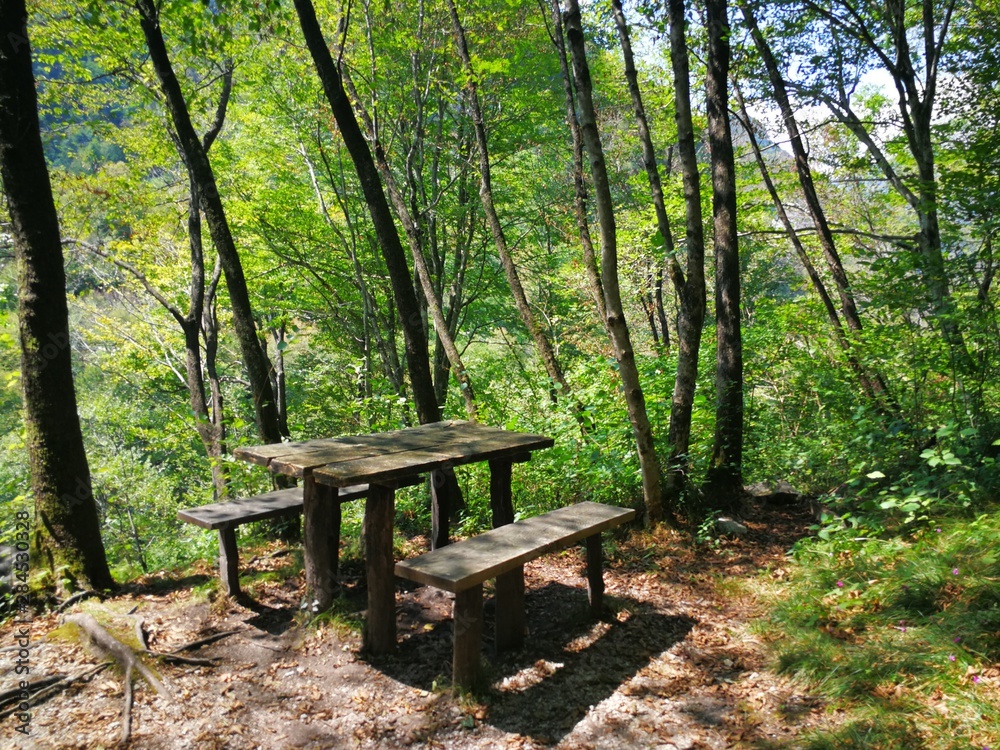 bench in the forest