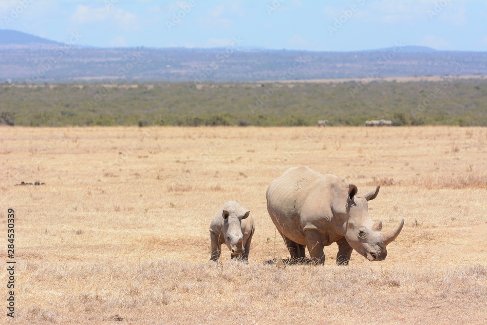 Obraz premium Rhino family in Kenya