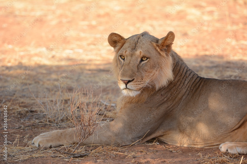 Young male lion in Kenya Young male lion in Kenya