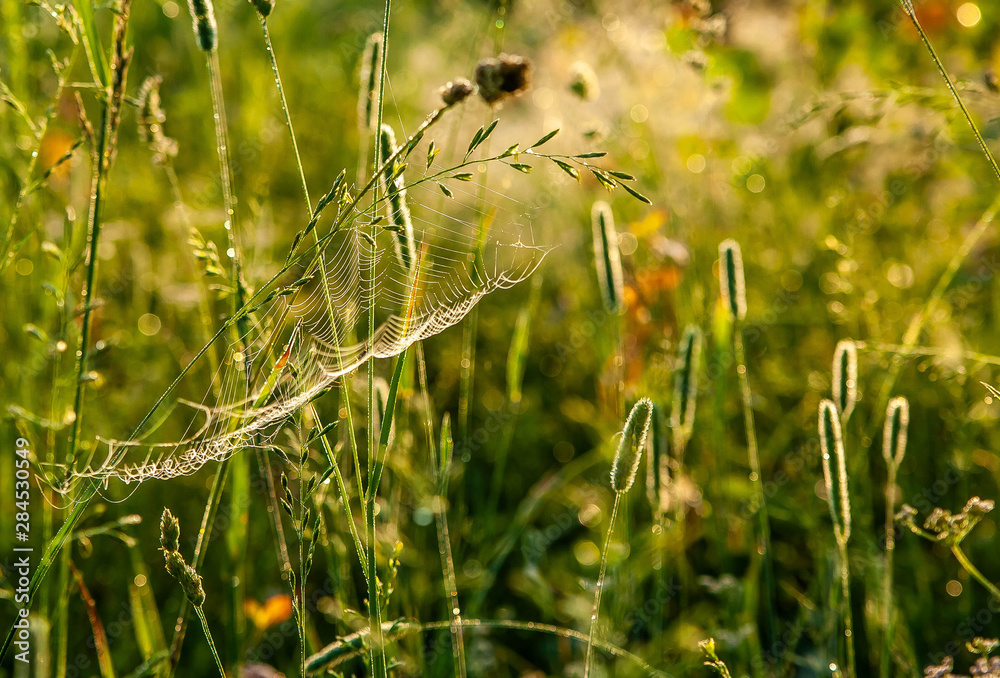 background spider web in morning dew drops on green grass. sun glare background spider web in morning dew drops on green grass. sun glare