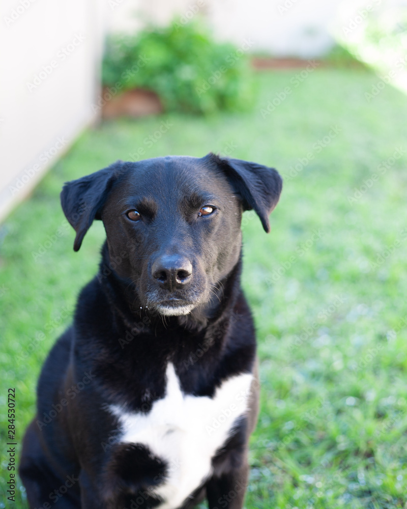 Black and white dog in green garden