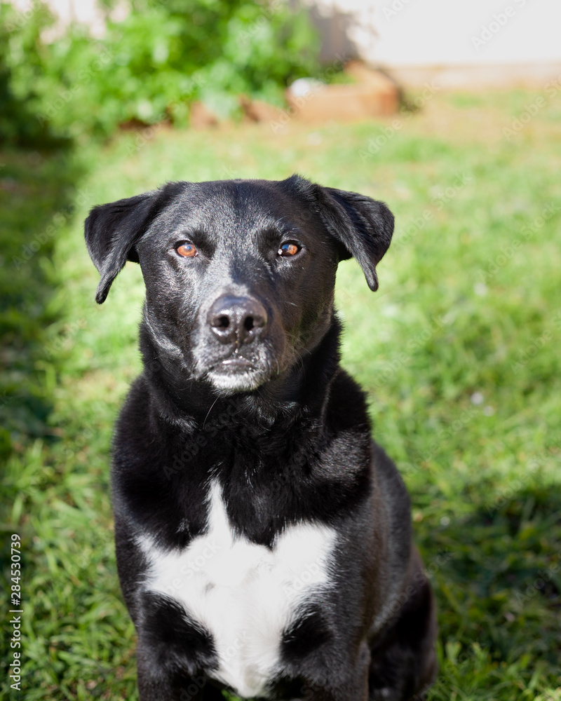 Black and white dog in backyard green garden