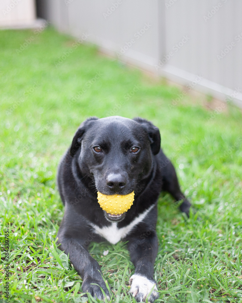 Black dog with ball lying down in grass