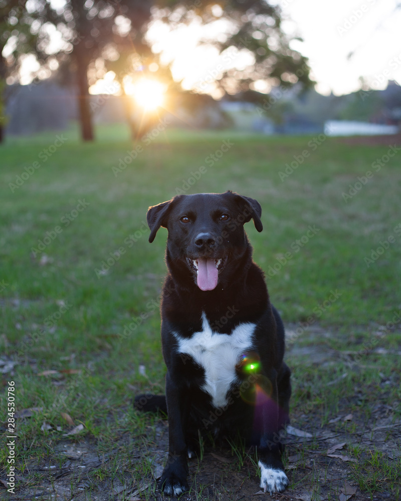 Black dog in park at sunset