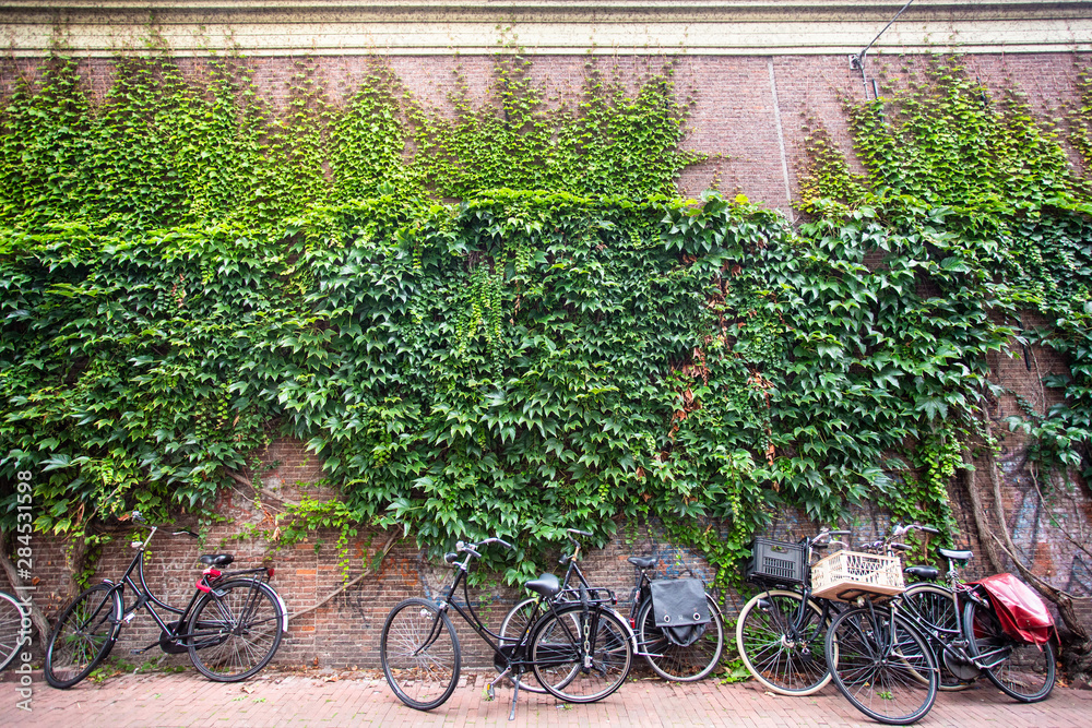 street scene from Amsterdam with bicycles against ivy covered brick wall