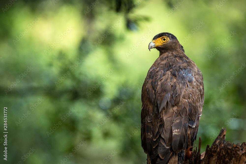 Portrait of crested Serpent Eagle perched in tree in Wilpattu National Park in Sri Lanka, close up photo, exotic birding in Asia, beautifuů bird of prey with yellow eyes Portrait of crested Serpent Eagle perched in tree in Wilpattu National Park in Sri Lanka, close up photo, exotic birding in Asia, beautifuů bird of prey with yellow eyes
