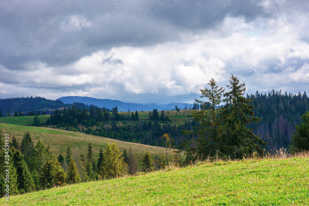 spruce forests on rolling hills. september weather with cloudy sky. mountain ridge in the distance. grassy meadow