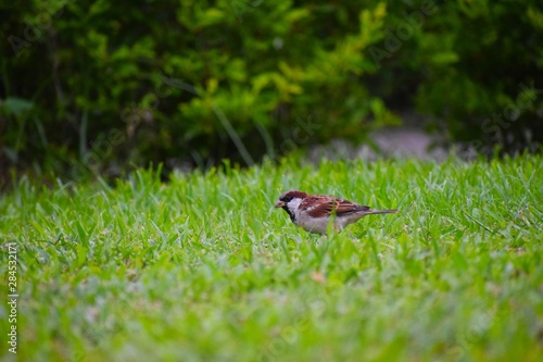 bird on the grass © Surajit