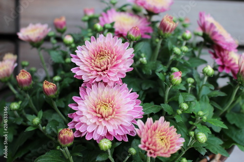 Chrysantheme rosa pink Hintergrund Pflanze Blume Herbst