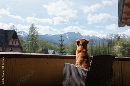 the dog sits on a chair on the balcony and enjoys a view of the mountains. Nova Scotia Duck Tolling Retriever