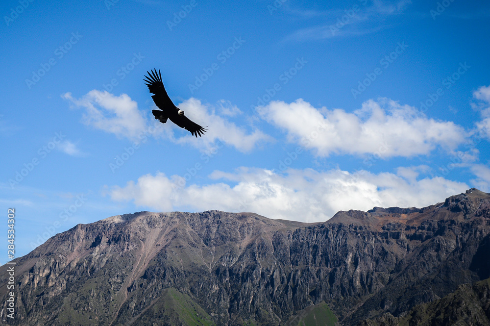 Kondor w Peru ptak Kanion Colca 
