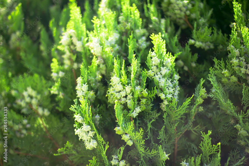 coniferous bush with green fruits coniferous bush with green fruits