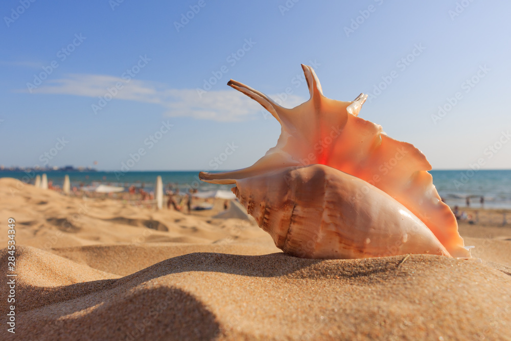 shell on the beach shell on the beach