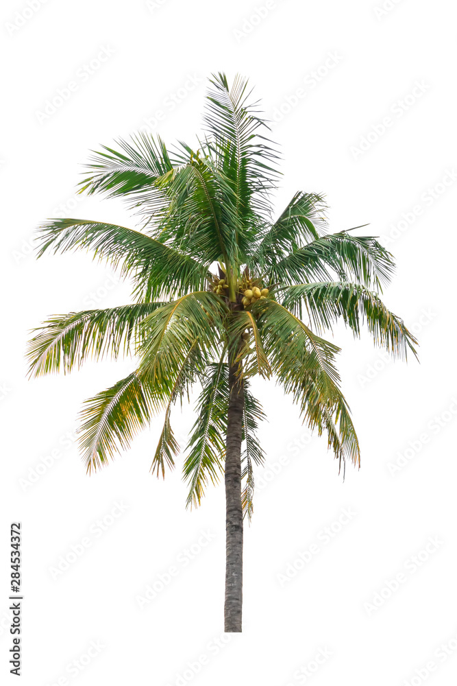 coconut tree isolated beautiful on white background coconut tree isolated beautiful on white background