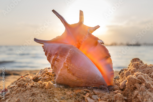Fotografia shell on the beach