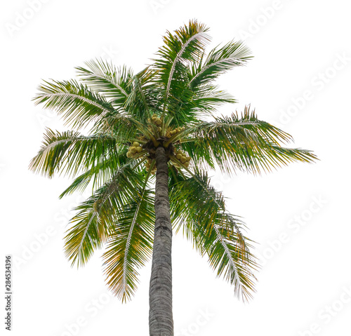 coconut tree isolated beautiful on white background